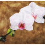 two white orchids, ochre background, watercolor painting, still life