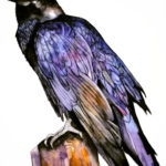 Crow, watercolor painting, Crow on a rock, colors black blue ochre, white background