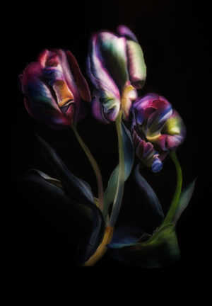 Three tulips, still life painting, black backround, colors purple blue green